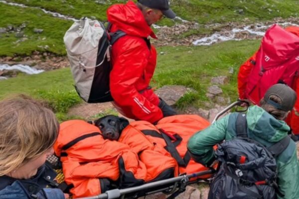 Perra rescatada tras intoxicación por marihuana en Reino Unido