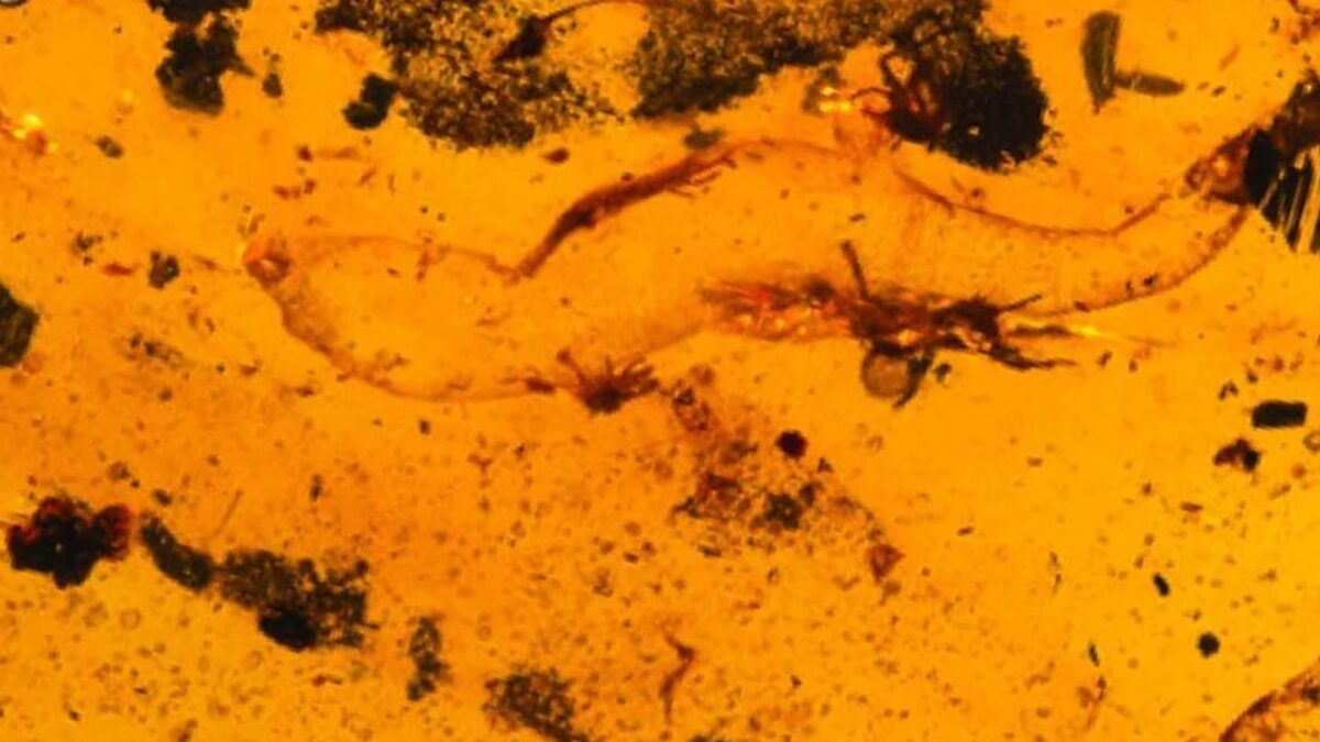 Descubren especie de gecko de 99 millones de años en ámbar