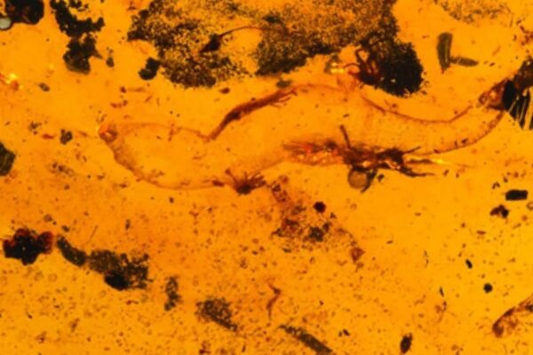 Descubren especie de gecko de 99 millones de años en ámbar