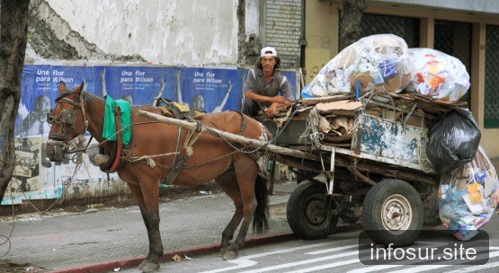 Provincia avanza en prohibición de tracción animal