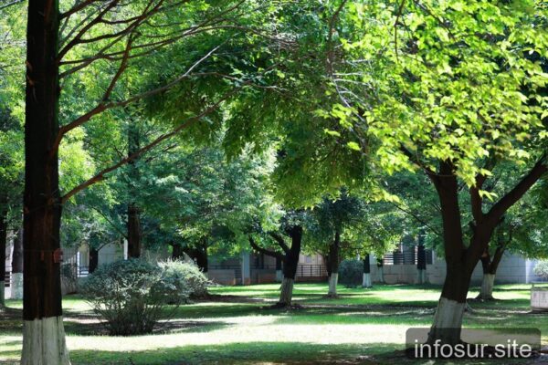 Bioparc de Valencia registra 13° menos bajo la sombra de sus árboles