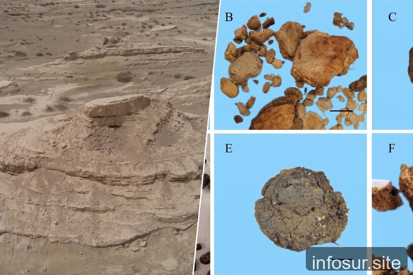 Fósiles de excremento revelan que en el desierto de Tarim había bosques hace 4 mil años