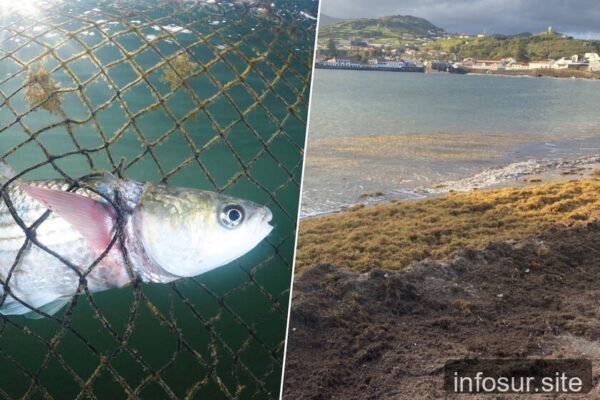 Alga invasora en Andalucía se convierte en alimento para pescado más saludable