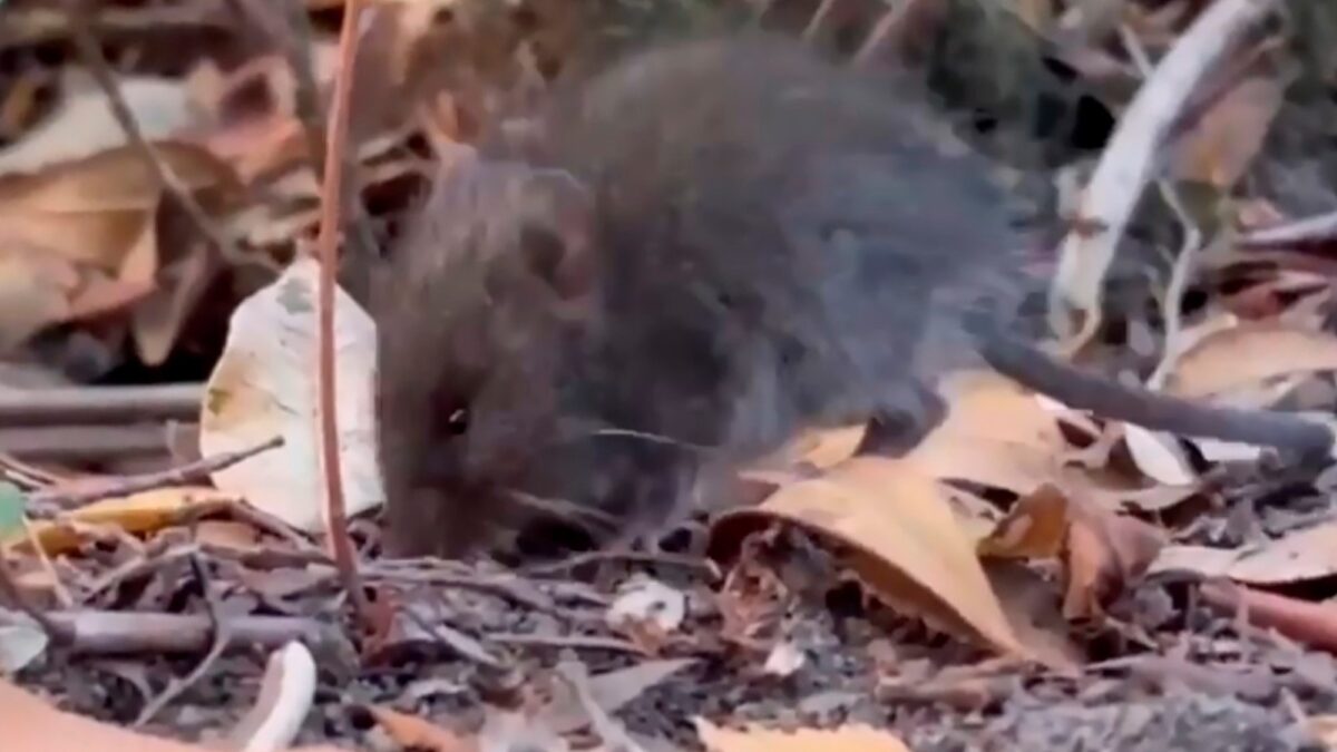 Francia confirma caso importado de hantavirus Andes en turista franco-argentino