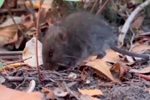 Francia confirma caso importado de hantavirus Andes en turista franco-argentino