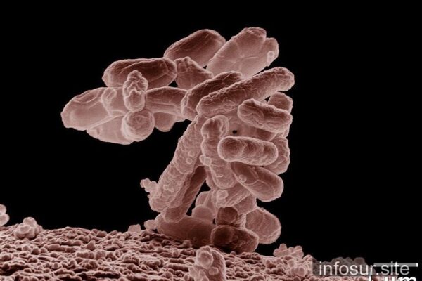 IA genera virus novedosos que no existían en la naturaleza