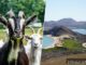 Cabras espía derrotaron la plaga de 140.000 animales en Galápagos