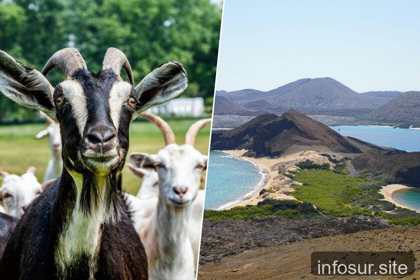 Cabras espía derrotaron la plaga de 140.000 animales en Galápagos
