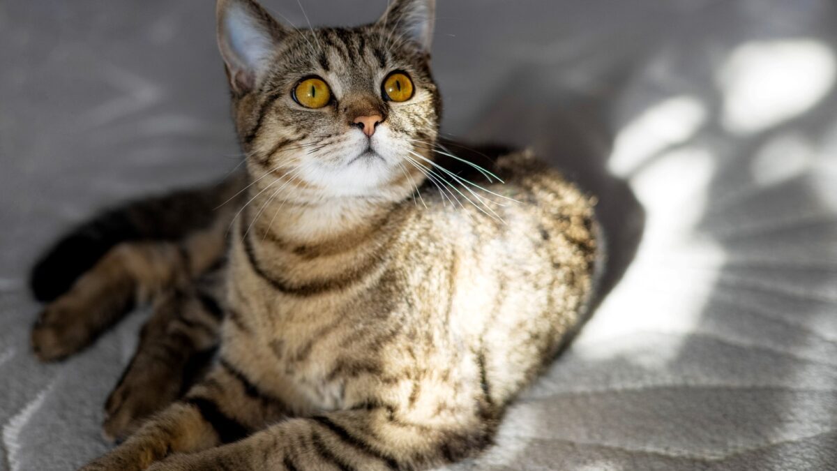 Día Internacional del Gato: ¿Por qué se celebra el 8 de agosto y cómo cuidarlo