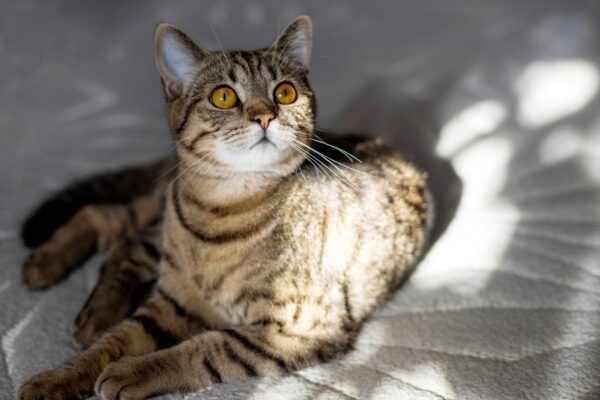 Día Internacional del Gato: ¿Por qué se celebra el 8 de agosto y cómo cuidarlo