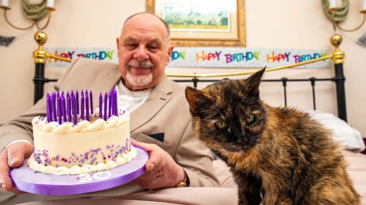 Una gata de 31 años busca ser la más longeva del mundo