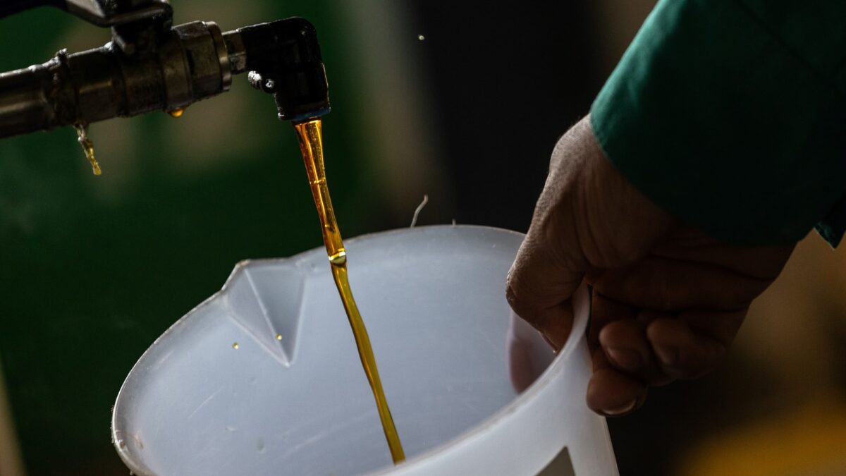 Brasil busca convertir una fruta exótica en combustible para aviones con inversión de US$ 3 mil millones