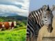 Científicos pintaron vacas con rayas de cebras para ahuyentar moscas