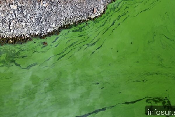 Cianobacterias: Alerta naranja en Avellaneda y 16 municipios del conurbano