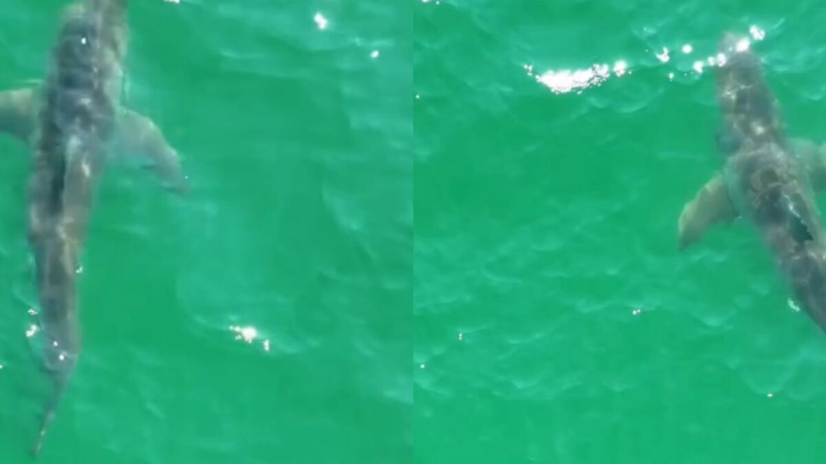 Más de media docena de tiburones blancos alerta en playa popular de Maine