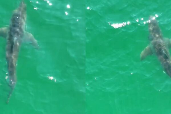 Más de media docena de tiburones blancos alerta en playa popular de Maine