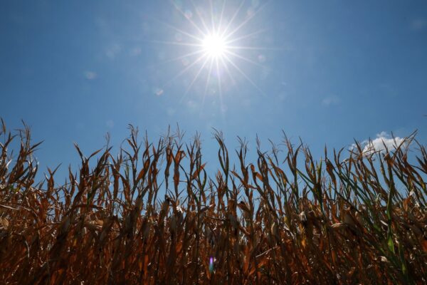Francia enfrenta una crisis agrícola sin precedentes por calor y sequía