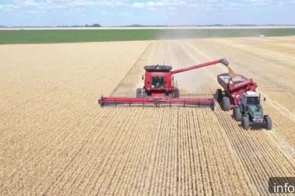 Producción récord de trigo deja 30% de la cosecha sin comercializar