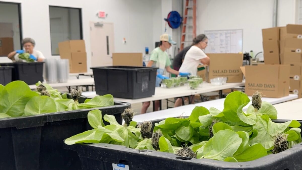 Estados Unidos registra dos fallecimientos en brote de diarrea explosiva por lechuga de México