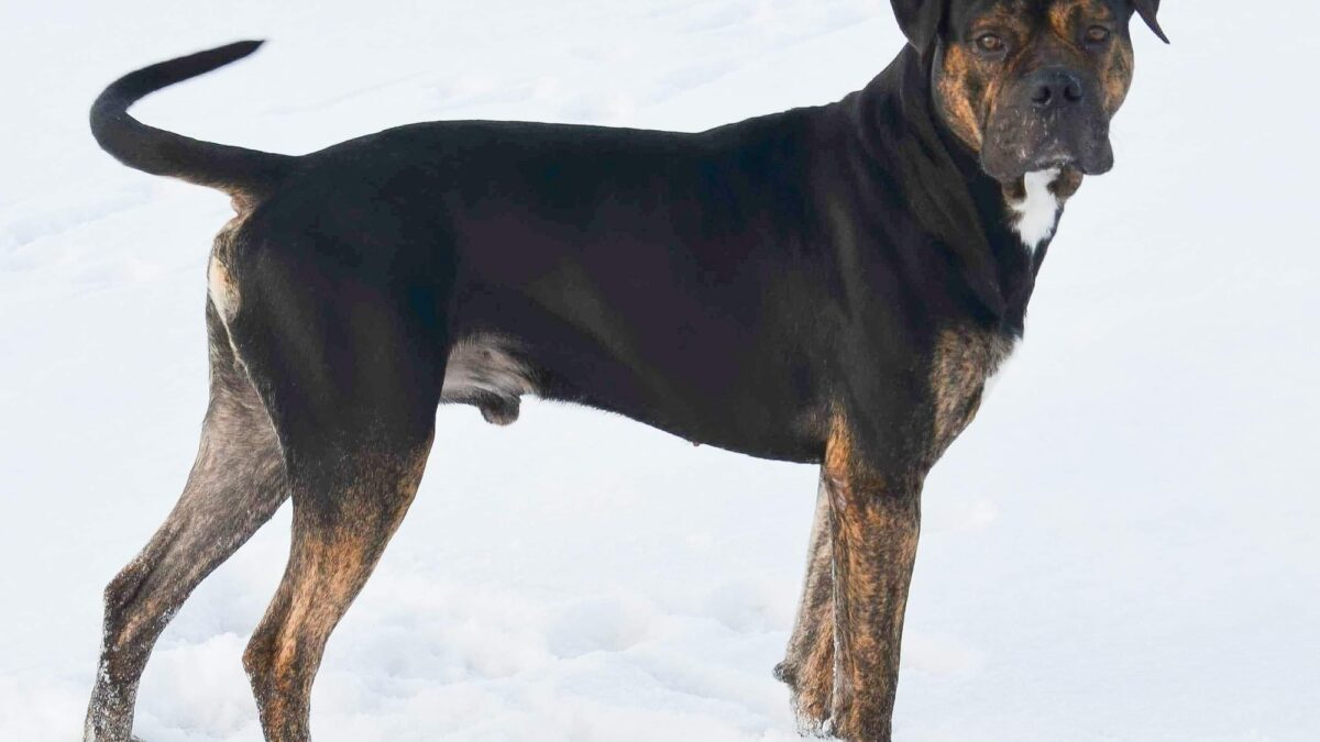 Dogo español: la raza de perro que ayudaba en los campos y que está en proceso de recuperación