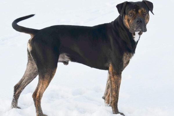 Dogo español: la raza de perro que ayudaba en los campos y que está en proceso de recuperación