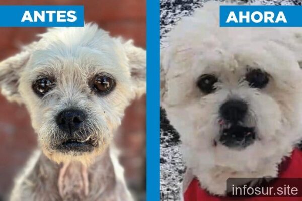 Zoonosis Brown contó la historia de Arturo, un perro rescatado y ahora feliz en Bariloche