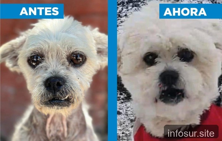 Zoonosis Brown contó la historia de Arturo, un perro rescatado y ahora feliz en Bariloche