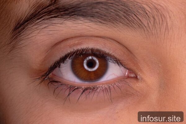 Un estudio revela que el ojo humano deriva de un ancestro "cíclope" de hace 600 millones de años