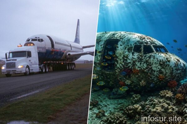 Un Boeing 737 convertido en arrecife artificial: cómo un avión de 1980 revolucionó la conservación marina