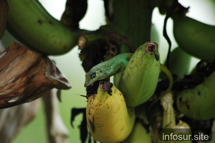 Pesticida para plátano destruyó dos islas del Caribe por décadas