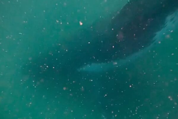 Humpback Whale Llama la Atención por Su Dolor: Video Muestra su Reacción ante la Muerte de su Calvo
