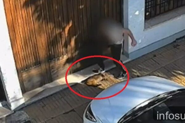 Indagaron al adolescente que le pisó la cabeza a un gato en Temperley