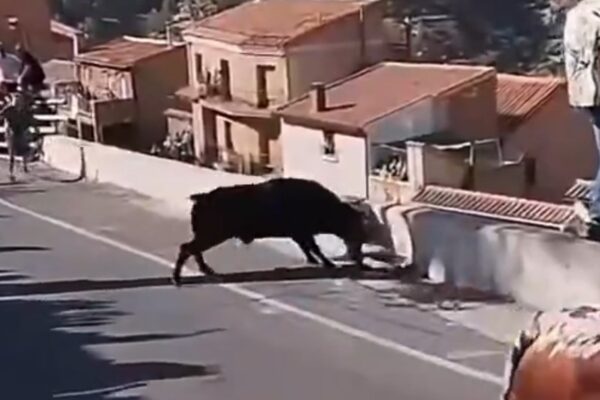 Mujer fallece tras ser golpeada por toro durante celebración en Albacete