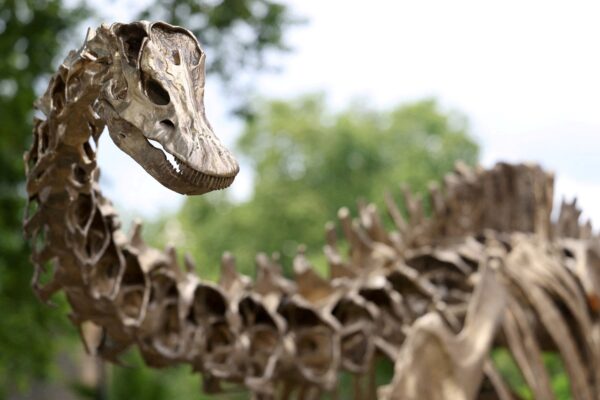 España halla el primer Diplodocus fuera de Norteamérica, reescribiendo el mapa de dinosaurios