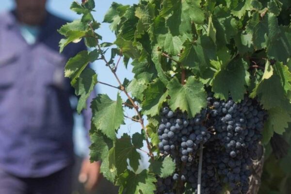 Dos economías clave de Argentina enfrentan crisis crónica: precios caídos y productores en rojo