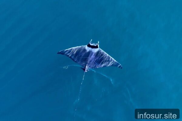 Cambio en la costa de Granada: ballenas, mantarrayas y tortugas marcan una nueva realidad marítima