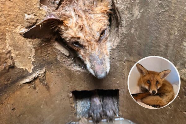 Zorro recién nacido rescatado tras 9 horas de operación en Lincolnshire