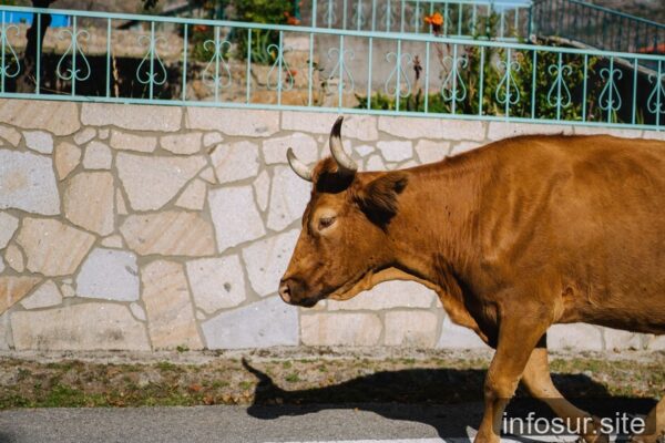 Pueblo de Zamora sin agua: vacas causan crisis en un lugar con ya problemas de abastecimiento