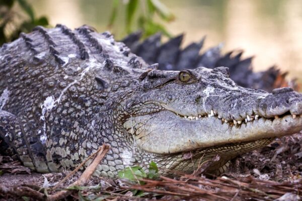Río con crocodilos será escenario del próximo evento olímpico de Brisbane